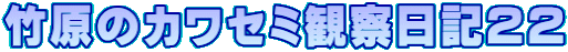 竹原のカワセミ観察日記２２