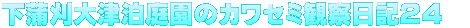 下蒲刈大津泊庭園のカワセミ観察日記２４　