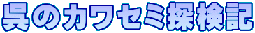 呉のカワセミ探検記