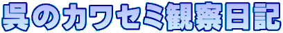 呉のカワセミ観察日記